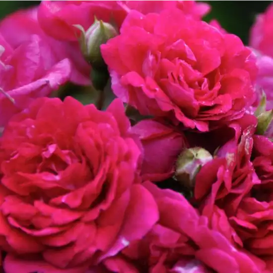 Comanda trandafiri online - Roz - Alb - trandafiri târâtori și cățărători, Rambler - trandafir cu parfum discret - Rosa Super Excelsa - Karl Hetzel - ,-